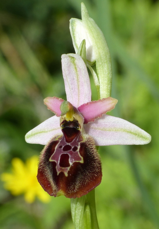 Ophrys montis-leonis sulla costa tirrenica laziale e sugli Aurunci  marzo 2024